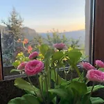 вино от глухарчета Borovo (Plovdiv)