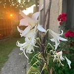 вино от глухарчета * Borovo (Plovdiv)