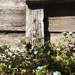 вино от глухарчета Feriehus