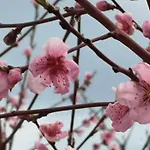 Feriehus вино от глухарчета