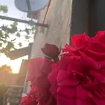 вино от глухарчета Holiday home *
