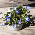 Holiday home вино от глухарчета *
