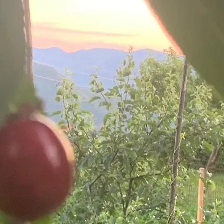 вино от глухарчета Holiday home Borovo (Plovdiv)