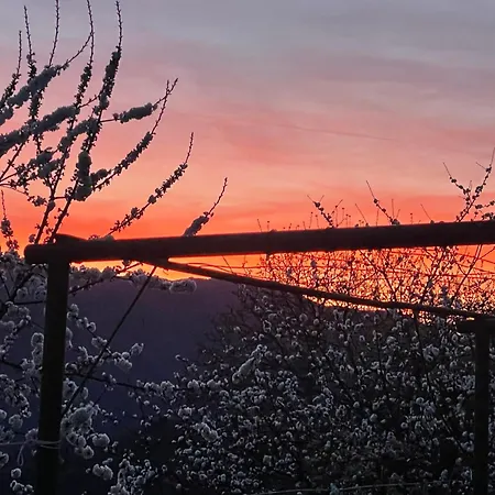 вино от глухарчета Feriehus *