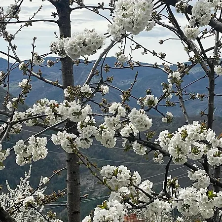 вино от глухарчета Feriehus