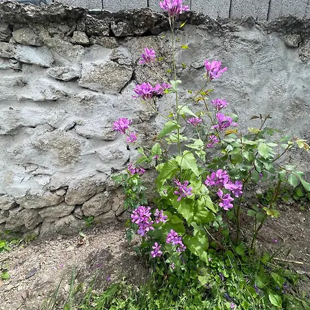 вино от глухарчета Holiday home Borovo (Plovdiv)