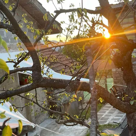 вино от глухарчета Borovo (Plovdiv)