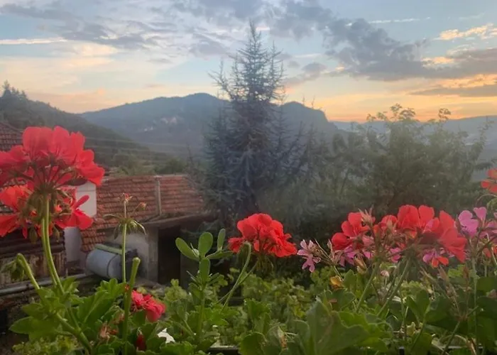 Feriehus вино от глухарчета *