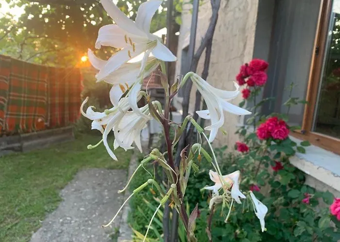 вино от глухарчета