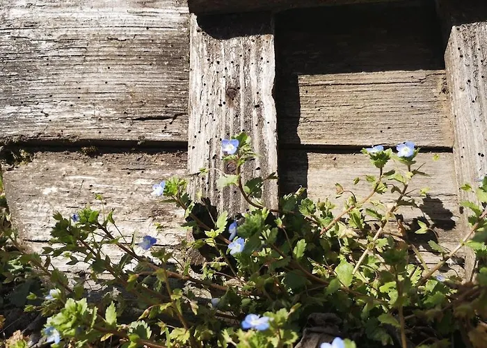 вино от глухарчета Feriehus