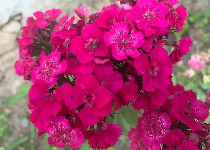 вино от глухарчета