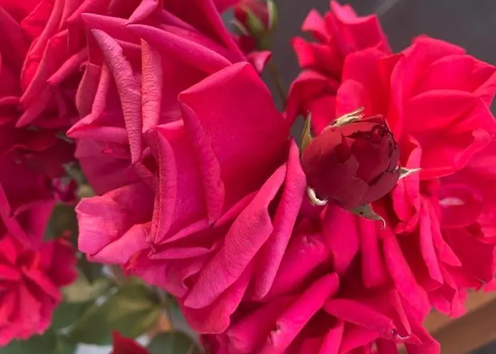 вино от глухарчета Feriehus *