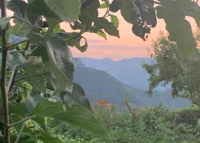 Feriehus вино от глухарчета Borovo (Plovdiv)