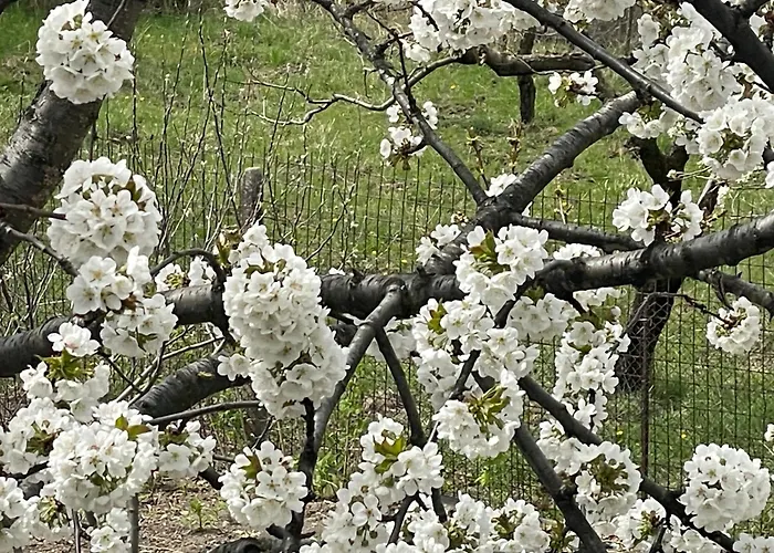 Feriehus вино от глухарчета *